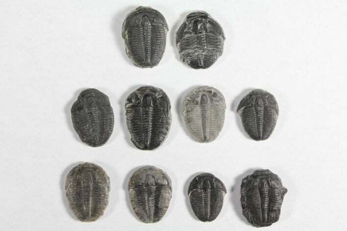 Lot: / Elrathia Trilobites - Pieces #92029